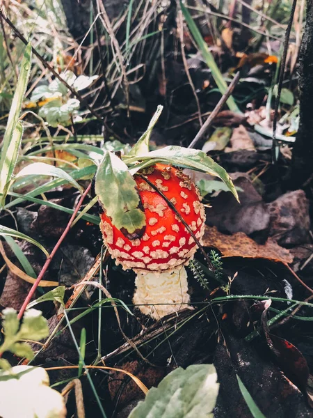 숲에서 자라는 모자가 아름다운 독버섯 날으는 버섯이요 — 스톡 사진
