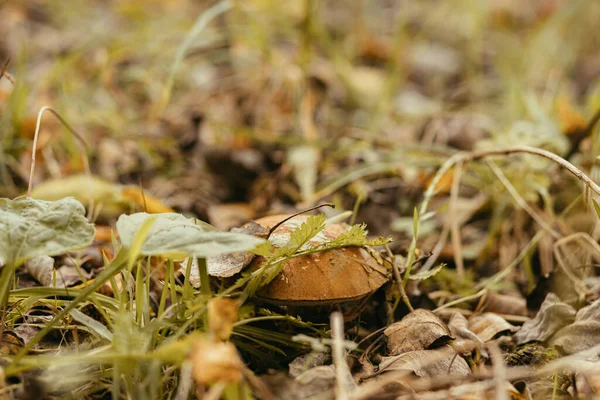 Cogumelo Comestível Bonito Com Tampa Laranja Grama Outono Floresta Ensolarada — Fotografia de Stock