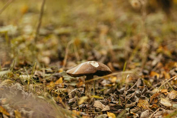 Cogumelo Comestível Bonito Com Tampa Laranja Grama Outono Floresta Ensolarada — Fotografia de Stock