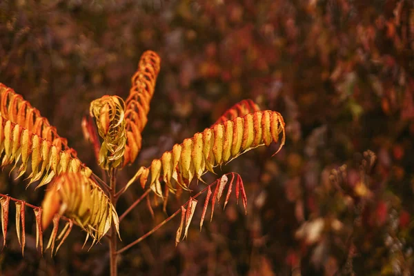 Belas Folhas Amarelas Laranja Árvore Sumagre Staghorn Parque Ensolarado Folhas — Fotografia de Stock