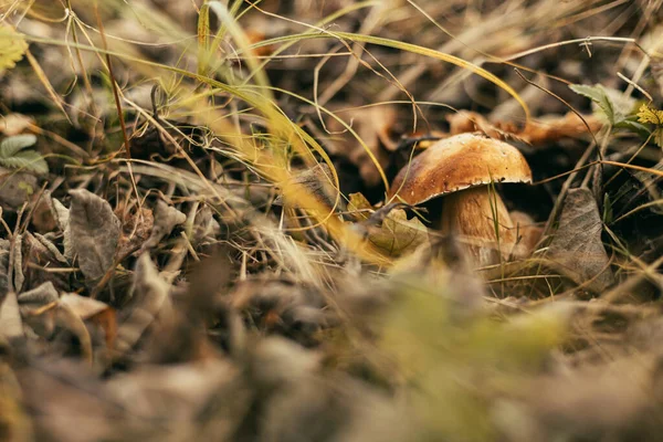美丽的可食蘑菇 有褐色的帽子 在秋天的林地 柔软的焦点 博莱图斯 里瓦斯在秋天的树林里生长着香菇 美味的真菌 案文的篇幅 — 图库照片