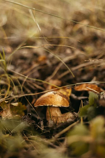 美丽的可食蘑菇 有褐色的帽子 在秋天的林地 柔软的焦点 博莱图斯 里瓦斯在秋天的树林里生长着香菇 美味的真菌 — 图库照片