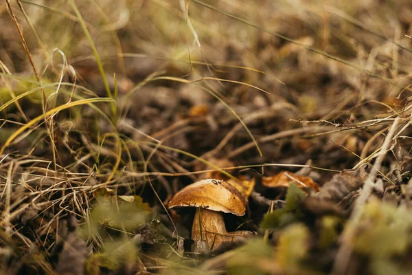 美丽的可食蘑菇 有褐色的帽子 在秋天的林地 柔软的焦点 博莱图斯 里瓦斯在秋天的树林里生长着香菇 美味的真菌 案文的篇幅 — 图库照片