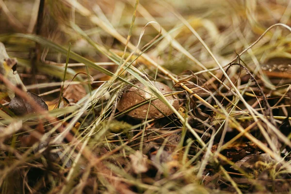 日当たりの良い森林の秋の草の中に茶色のキャップと美しい食用キノコ ブラウン バーチ ボレテ 秋の森の中で成長するレクチナム スカブラム キノコ ソフトフォーカス — ストック写真