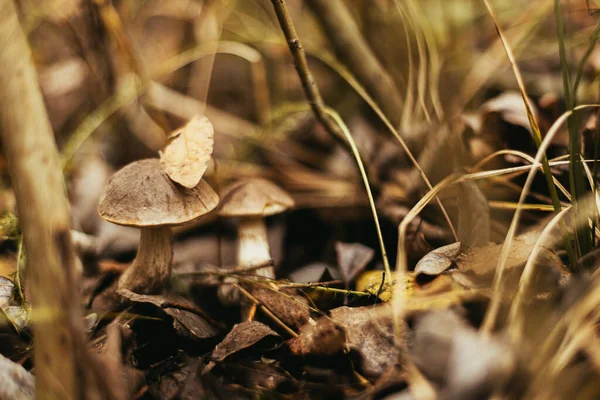 Cogumelo Comestível Bonito Com Tampa Marrom Grama Outono Floresta Ensolarada — Fotografia de Stock