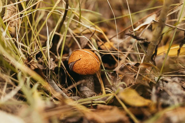 Cogumelo Comestível Bonito Com Tampa Laranja Grama Outono Floresta Ensolarada — Fotografia de Stock