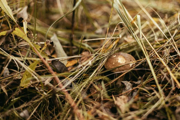 Gyönyörű Ehető Gomba Barna Sapkával Őszi Fűben Napos Erdőben Barna — Stock Fotó