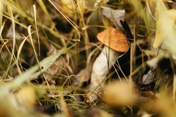 美丽的可食蘑菇 秋天的草地上 阳光明媚的林地 有橙色的帽子 月桂花 月桂花落叶松在秋天的树林里生长 软焦点 — 图库照片