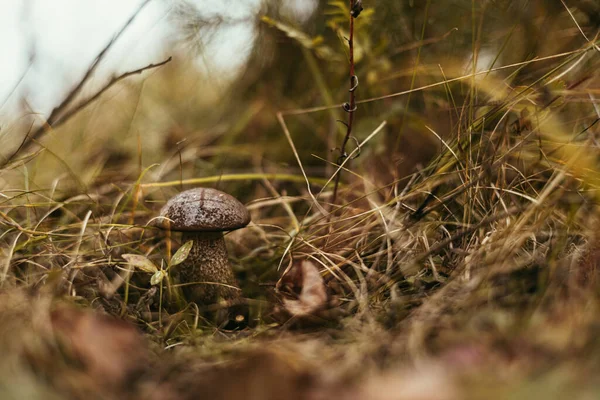 Vacker Ätlig Svamp Med Brun Mössa Hösten Gräs Solig Skog — Stockfoto