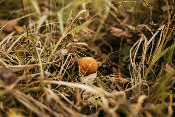美丽的可食蘑菇 秋天的草地上 阳光明媚的林地 有橙色的帽子 月桂花 月桂花落叶松在秋天的树林里生长 软焦点 — 图库照片