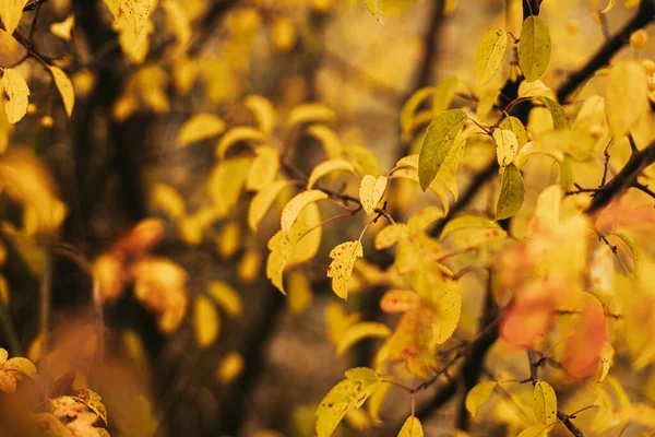 Piękne Żółte Liście Jesiennym Parku Krzewie Miękkie Skupienie Pomarańczowe Czerwone — Zdjęcie stockowe