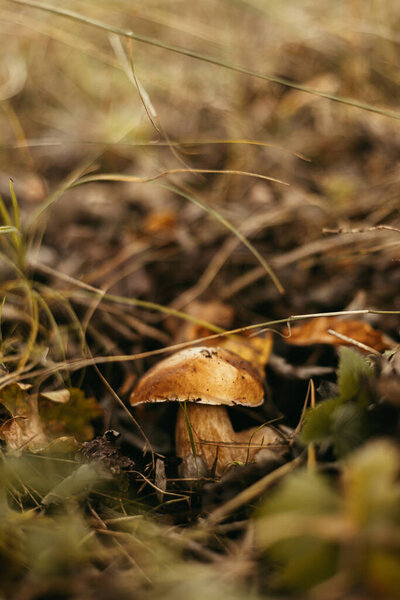 Beautiful Edible Mushroom Boletus Brown Cap Autumn Woodland Soft Focus — Stock Photo, Image