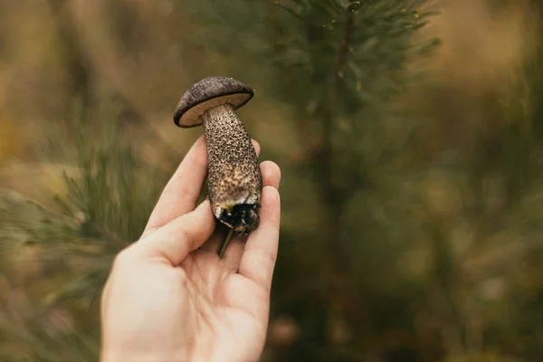 Mão Segurando Belo Cogumelo Comestível Com Chapéu Marrom Fundo Florestas — Fotografia de Stock
