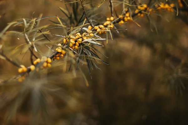 Belles Baies Jaunes Argousier Sur Les Branches Des Arbres Dans — Photo