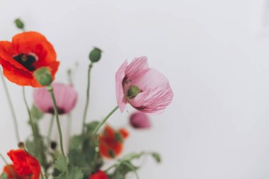 Beyaz duvar arka planında güzel haşhaş buketleri, yapraklar kapanıyor. Kırsal alandaki kır çiçeklerini toplamak, kırsal kesimdeki natürmortları toplamak. Kırmızı gelincik ve mor afyon çiçekleri