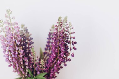 Beyaz arka planda güzel lupin buketi, yapraklar kapanıyor. Kırsal alandaki kır çiçeklerini toplamak, kırsal kesimdeki natürmortları toplamak. Mor lupin çiçekleri. Boşluğu kopyala