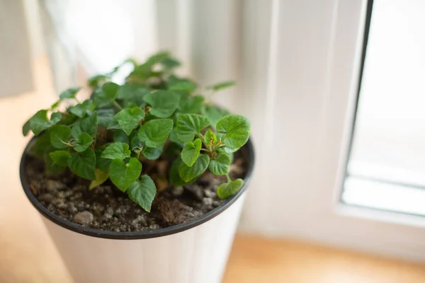 Violaväxt Vit Kruka Träbord Bakgrund Fönstret Viola Reichenbachiana Vildblommor Kruka — Stockfoto