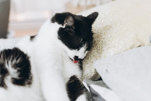 Χαριτωμένη Γάτα Που Περιποιείται Τον Εαυτό Της Μαλακό Κρεβάτι Στα — Φωτογραφία Αρχείου