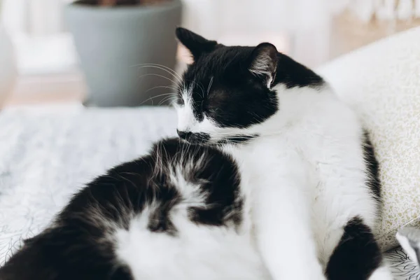 Şirin Kedi Yastıktaki Yumuşak Yatakta Kendini Tımar Ediyor Sevimli Siyah — Stok fotoğraf