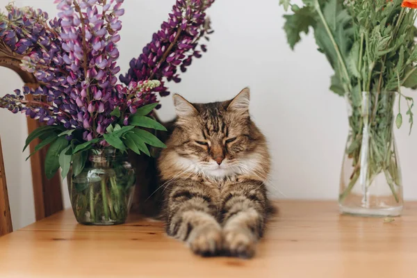 Niedliche Gestromte Katze Liegt Auf Einem Holztisch Unter Schönen Mohnblumen — Stockfoto