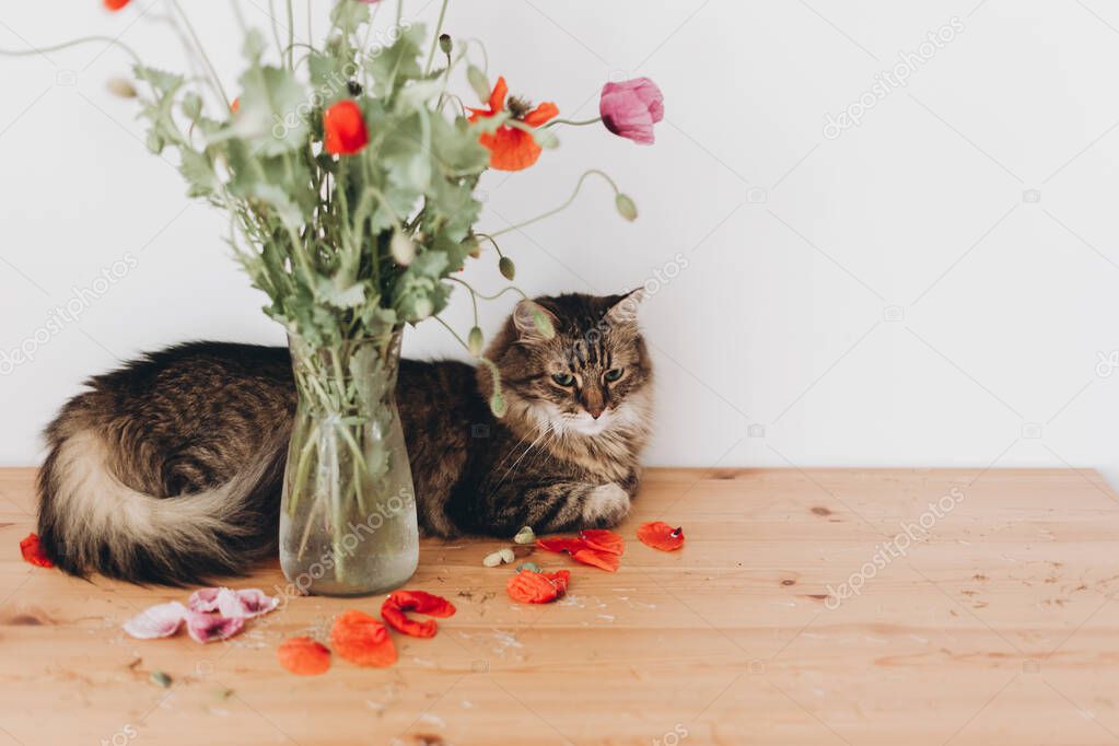 Cute tabby cat sitting under beautiful poppies bouquet on wooden table in room. Pets and gathering countryside wildflowers, rural life. Red common poppy and purple opium poppy flowers