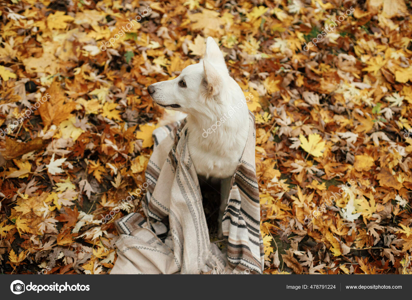 Bonito Cão Bonito Sentado Sob Cobertor Aconchegante Entre Folhas Outono  fotos, imagens de © Sonyachny #478791224