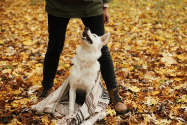 Sonbahar ormanlarında güz yapraklarının arka planında güzel şirin bir köpek yetiştiren bir kadın. Şirin beyaz İsviçreli çoban köpeği sahibine bakıyor ve hediyelerle öğreniyor. Sadık bir dost. Boşluğu kopyala