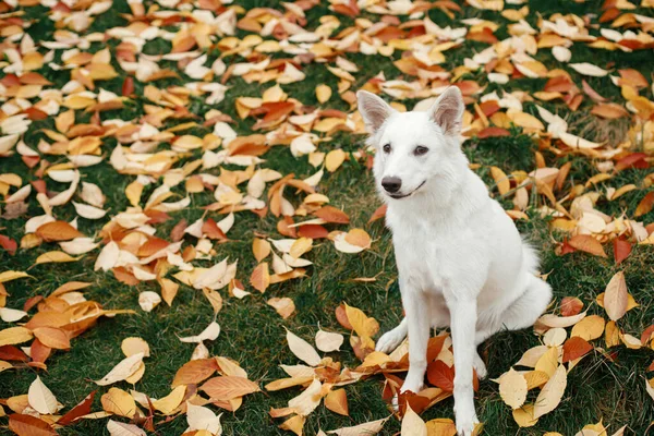 Parkta Renkli Sonbahar Yapraklarının Arasında Oturan Güzel Şirin Köpek Sonbahar — Stok fotoğraf