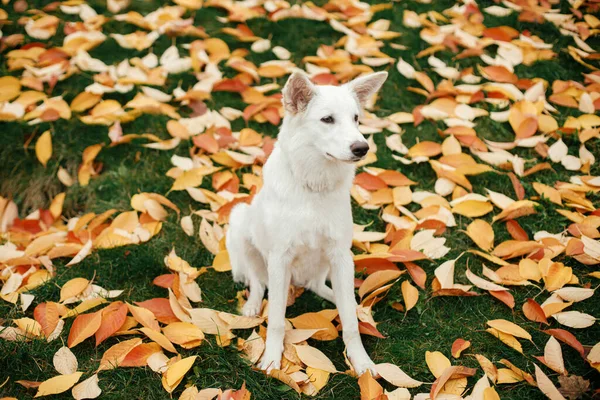 公園のカラフルな紅葉の中に座って美しいかわいい犬 秋の葉を背景にした愛らしい白いスイスの羊飼いの子犬 スペースのコピー — ストック写真
