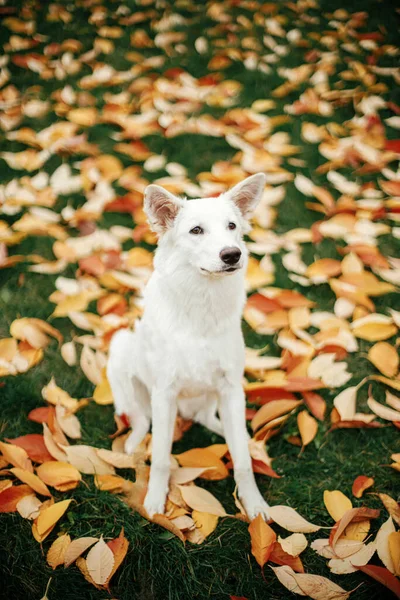 Parkta Renkli Sonbahar Yapraklarının Arasında Oturan Güzel Şirin Köpek Sonbahar — Stok fotoğraf