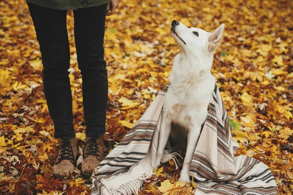 Schöne Niedliche Hund Unter Kuscheliger Decke Sitzt Frauenbeinen Auf Dem — Stockfoto