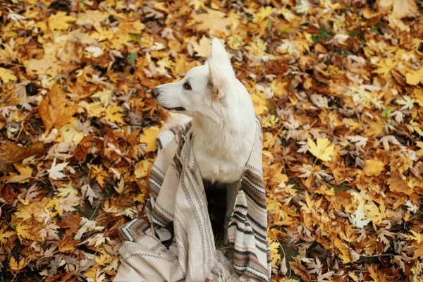Sonbahar Ormanlarında Yaprakların Arasında Battaniyenin Altında Güzel Şirin Bir Köpek — Stok fotoğraf