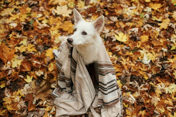 Sonbahar Ormanlarında Yaprakların Arasında Battaniyenin Altında Güzel Şirin Bir Köpek — Stok fotoğraf