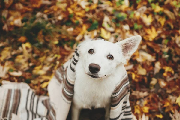 Bellissimo Cane Carino Sotto Accogliente Coperta Seduto Sullo Sfondo Foglie — Foto Stock