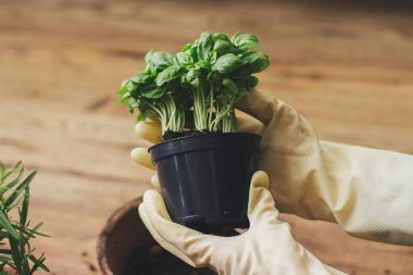 Ellerinde taze yeşil fesleğen, arka planda plastik ve ahşap zemindeki biberiye bitkileri tutan eldivenler var. Evde aromatik bitkiler yetiştirmek ve yeniden işlemek. Bahçecilik