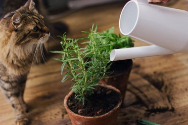 Şirin tekir kedi kirli ahşap zeminin arka planındaki modern sulama tenekesinden taze fesleğen ve biberiye bitkisine bakıyor. Evcil hayvan ve bitkiler. Yeniden demleme ve yetiştirme aromatik otlar evde
