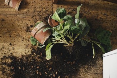 Kırık bitki ve yerdeki toprak. Kırık kil çömlek parçaları, kökleri olan yeşil maranta bitkisi, ahşap zeminde toprak. Üst görünüm