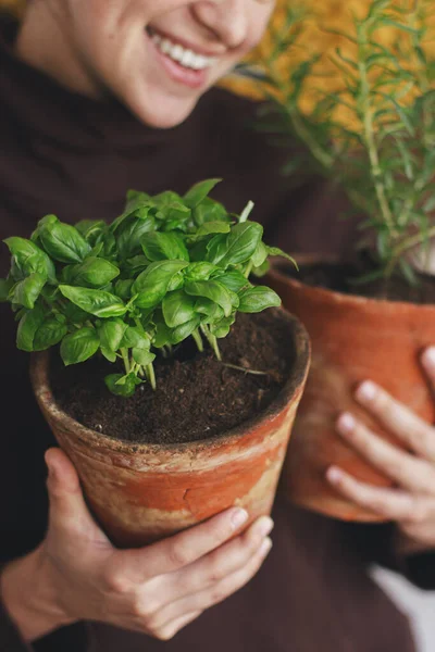 Tanaman Kemangi Hijau Segar Dan Tanaman Rosemary Dalam Pot Tanah — Stok Foto