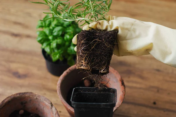 Mãos Luvas Segurando Alecrim Planta Com Raízes Solo Fundo Vaso — Fotografia de Stock