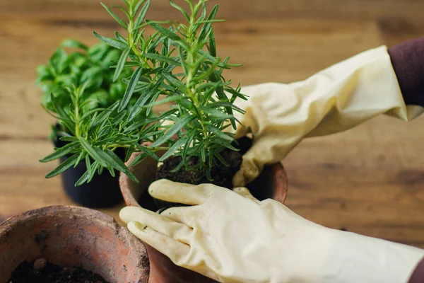 Tangan Sarung Tangan Pot Tanaman Rosemary Dalam Pot Tanah Liat — Stok Foto