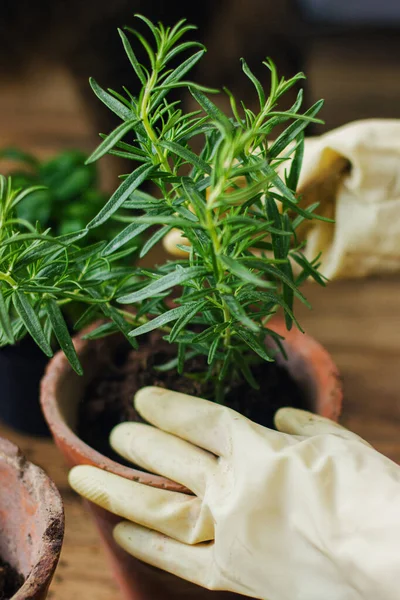 Tangan Sarung Tangan Pot Tanaman Rosemary Dalam Pot Tanah Liat — Stok Foto