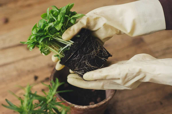 Repotting Dan Budidaya Herbal Aromatik Rumah Tangan Sarung Tangan Memegang — Stok Foto