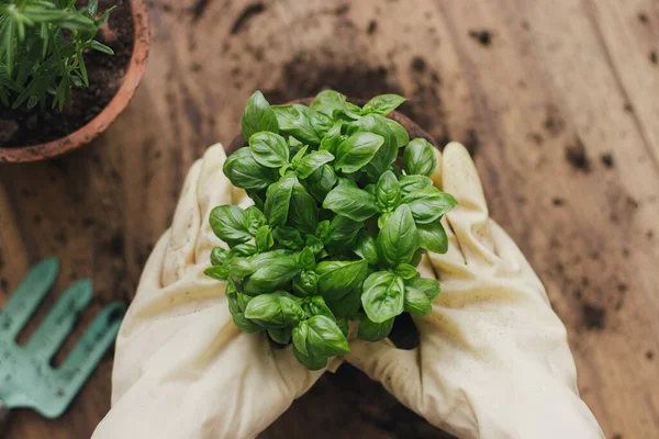 Repoteren Cultiveren Van Aromatische Kruiden Thuis Bovenaanzicht Handen Handschoenen Potten — Stockfoto