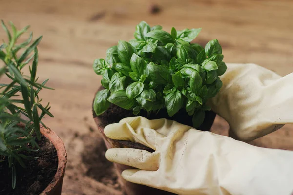 Репортирование Выращивание Ароматических Трав Дома Руки Перчатках Заливают Свежий Зеленый — стоковое фото