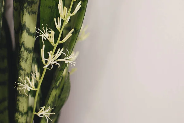 Snake Plant Blooming Stem Close Background White Room Sansevieria Plant — Stock Photo, Image