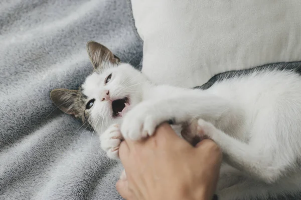 Mano Jugando Con Adorable Gatito Sobre Manta Gris Sobre Fondo —  Fotos de Stock