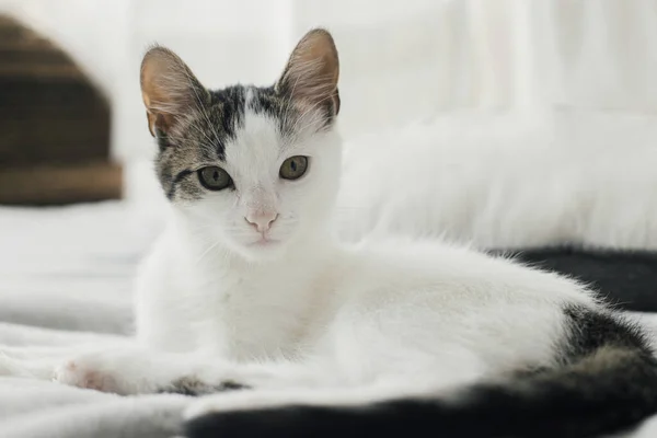 Retrato Gatinho Cinza Branco Incrível Com Aparência Incomum Relaxante Cama — Fotografia de Stock