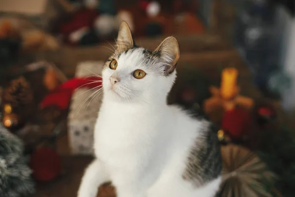 Retrato Bonito Gatinho Fundo Presente Natal Elegante Com Fita Vermelha — Fotografia de Stock