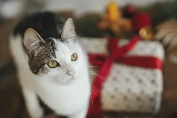 Nettes Kätzchen Porträt Auf Dem Hintergrund Der Stilvollen Weihnachtsgeschenk Mit — Stockfoto