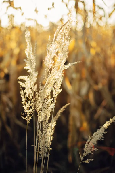 Красивая Трава Теплом Солнечном Свете Фоне Осеннего Кукурузного Поля Сельской — стоковое фото